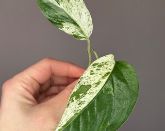 Epimpremnum pinnatum ‘Marble’ variegated aka ‘Marble King’ pothos, cuttings