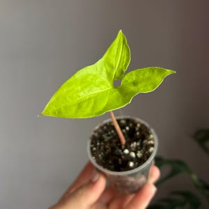 Syngonium Goldie