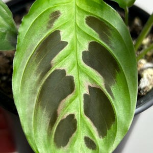 Maranta Depressa E.Morren alias Mini Maranta alias Maranta Repens