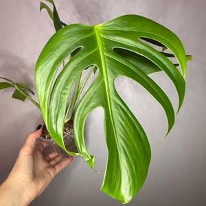 Monstera Deliciosa Var. 'sierrana', Mexican Form, Cuttings - Etsy Hong Kong