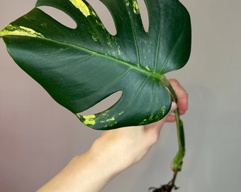 Monstera deliciosa Marmorata „Yellow Marilyn“, Monstera Aurea, GROSSE Form