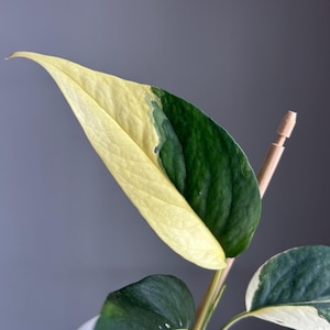 Epimpremnum pinnatum Albo variegato