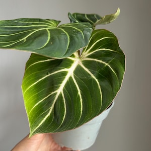 Philodendron Gloriosum ‘Zebra’