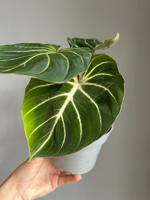Philodendron Gloriosum 'zebra' - Etsy Sweden