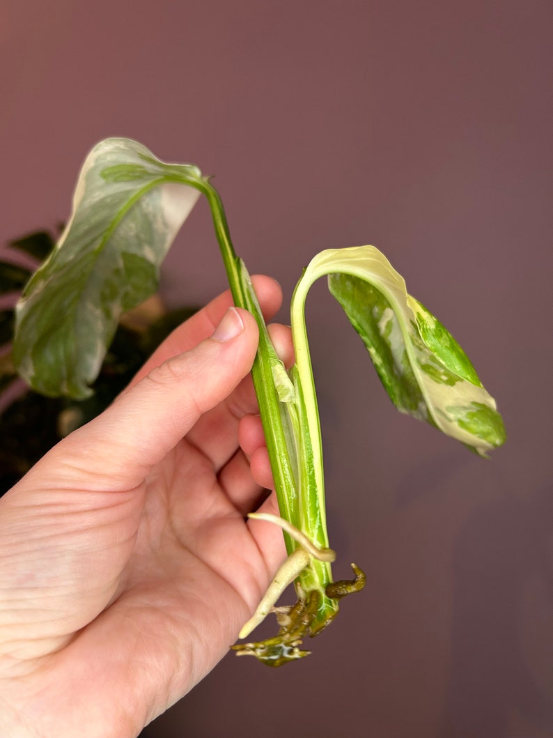 Monstera Lechleriana Albo variegata, boutures Top cutting