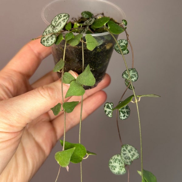 String of hearts, Ceropegia Woodii, green form ceropegia