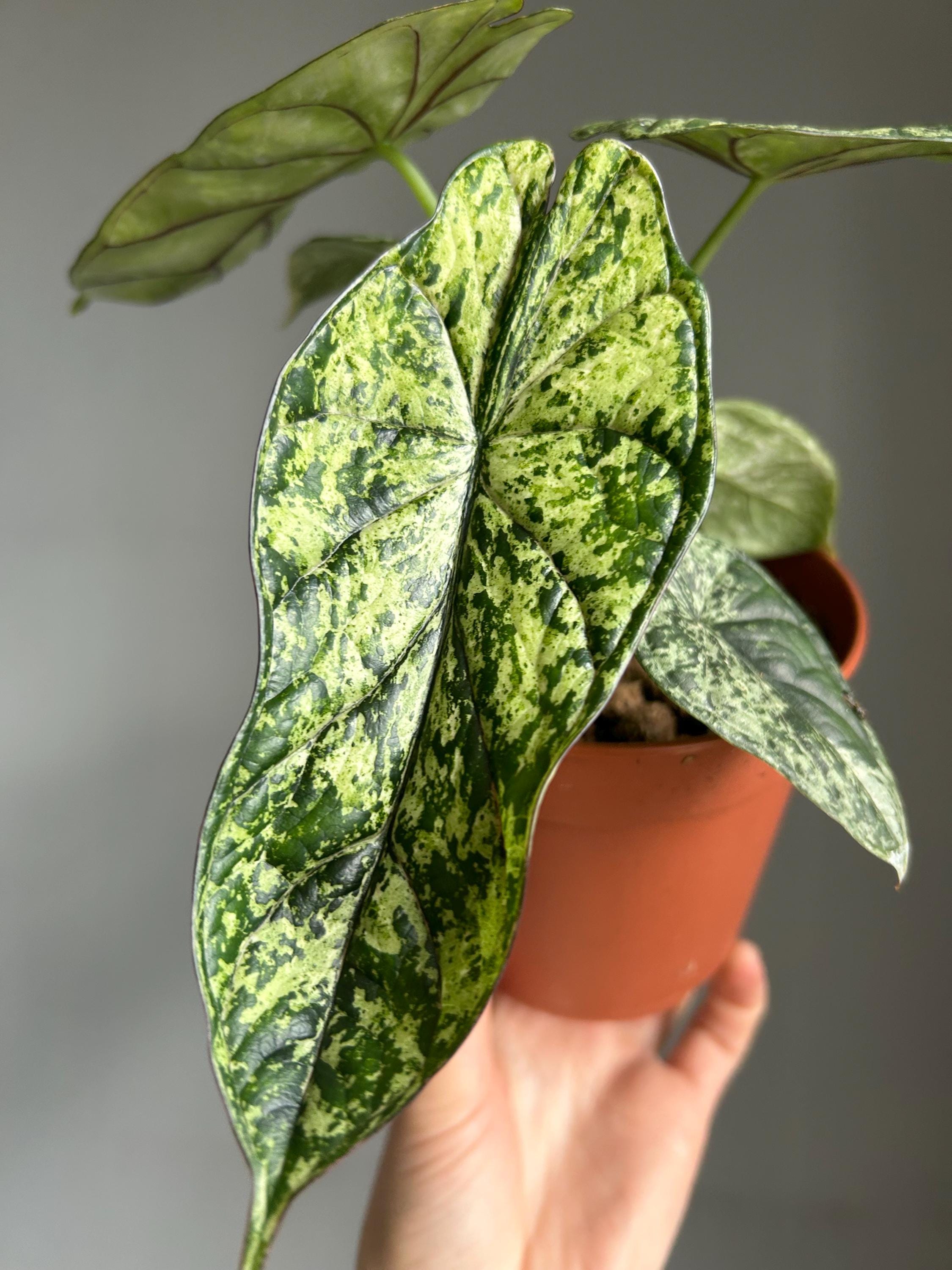 Alocasia 'dragon Scale' Mint Variegated - Etsy Canada