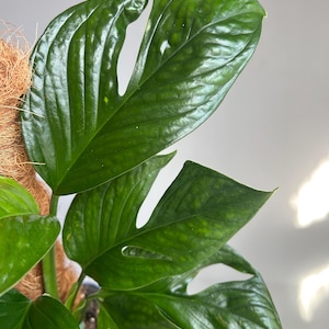 Monstera pinnatipartita