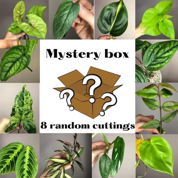 Mystery box of 8 random plant cuttings, Philodendron, Monstera, Maranta, Pothos, Hoya, Syngonium