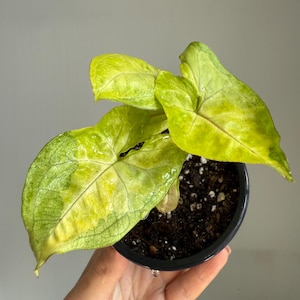 Syngonium ‘lime soda’