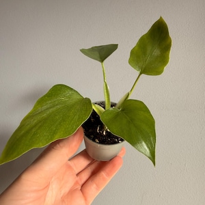 Può includere: Una piccola pianta d'appartamento verde con quattro foglie lisce e distinte a forma di cuore che crescono da uno stelo centrale. La pianta è in un semplice vaso di plastica grigio chiaro riempito di terriccio scuro, mostrando un fogliame vivace.