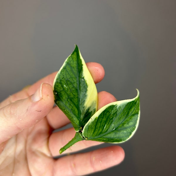 Hoya Polyneura Albomarginata, variegated hoya, cutting