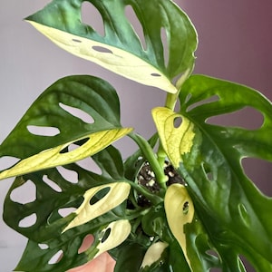Monstera adansonii variegata, super cute variegation, half-moon leaves