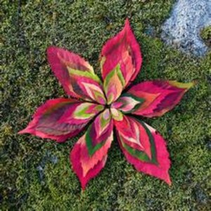 May include: A vibrant floral arrangement crafted from colorful autumn leaves. The petals display shades of red, pink, green, and orange, arranged on a bed of green moss. The leaves are arranged in a symmetrical pattern, creating a striking visual.