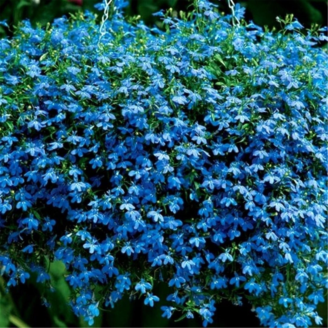 Blue Lobelia Blue Carpet Seeds 75ct Etsy