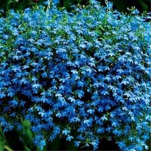 Blue Lobelia Blue Carpet Seeds 75ct