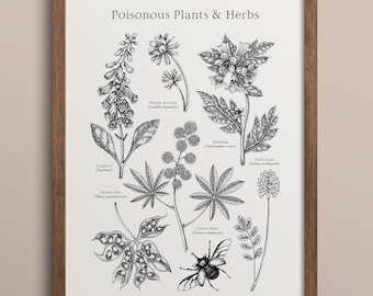 Lámina artística vintage de plantas venenosas: Póster botánico de hierbas de brujas (descarga digital, 61 x 91 cm)