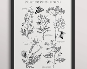 Stampa botanica di piante velenose: poster vintage di erbe delle streghe (download digitale 24x36")