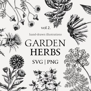 Heilpflanzen SVG-Dateien, Kräutergarten, Apotheker Etiketten Skizze Aufkleber, Kräuter und Gewürze Handgezeichnete Symbole, Vintage Blumen Botanischer Druck