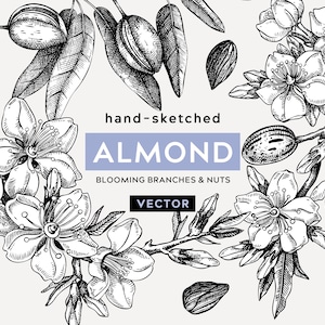 Zoete amandelbloesem boom schets, lente decor, bloeiende plant, vintage schets kunst, elegante uitnodiging, bloemenrand, gravure vector