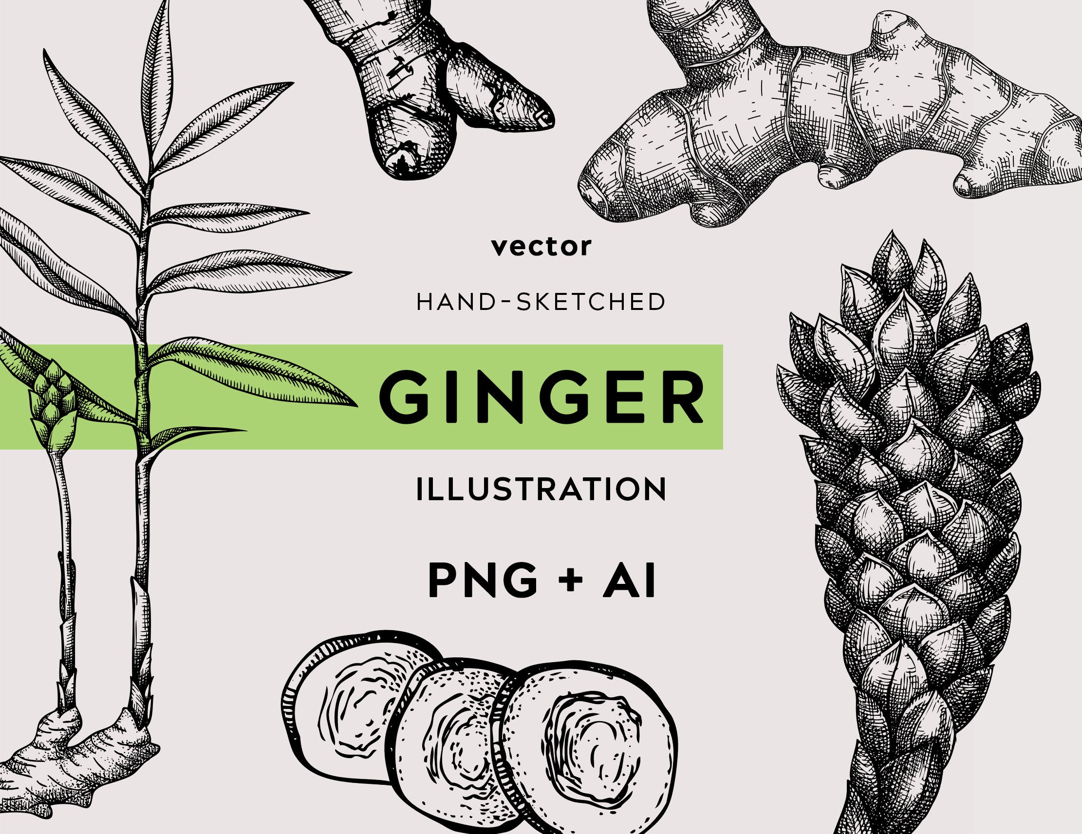 Ginger Plant Drawing