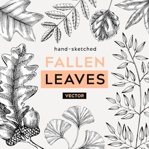 Imágenes prediseñadas de hojas de otoño. Decoración otoñal. Bocetos de arte vectorial para impresiones botánicas, invitaciones de boda, calcomanías PNG, decoración del hogar otoñal, tarjetas de Acción de Gracias