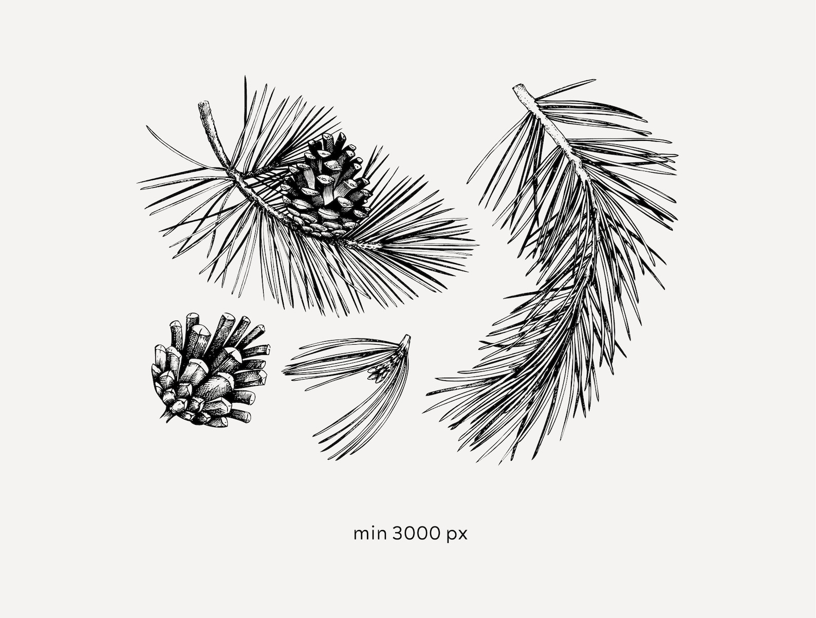 Hand Drawn Pine Tree Vector Files, Pine Cone Vintage Sketch Art ...
