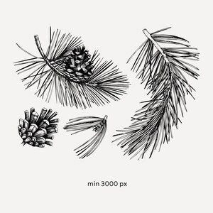 Hand Drawn Pine Tree Vector Files, Pine Cone Vintage Sketch Art ...
