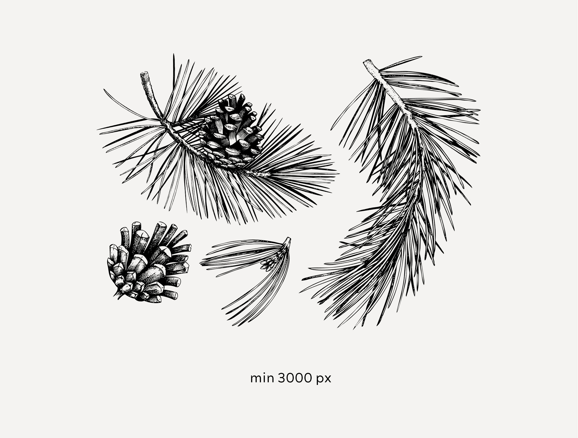 Hand Drawn Pine Tree Vector Files, Pine Cone Vintage Sketch Art ...