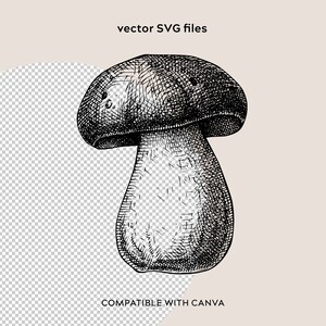 May include: Black and white line drawing of a mushroom with a rounded cap and a thick stem.