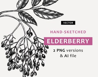 Elderberry sketch. Black plant sticker. Herbal tea line drawing. Herbal medicine vector art. Fall clipart botanical print. Leaves silhouette