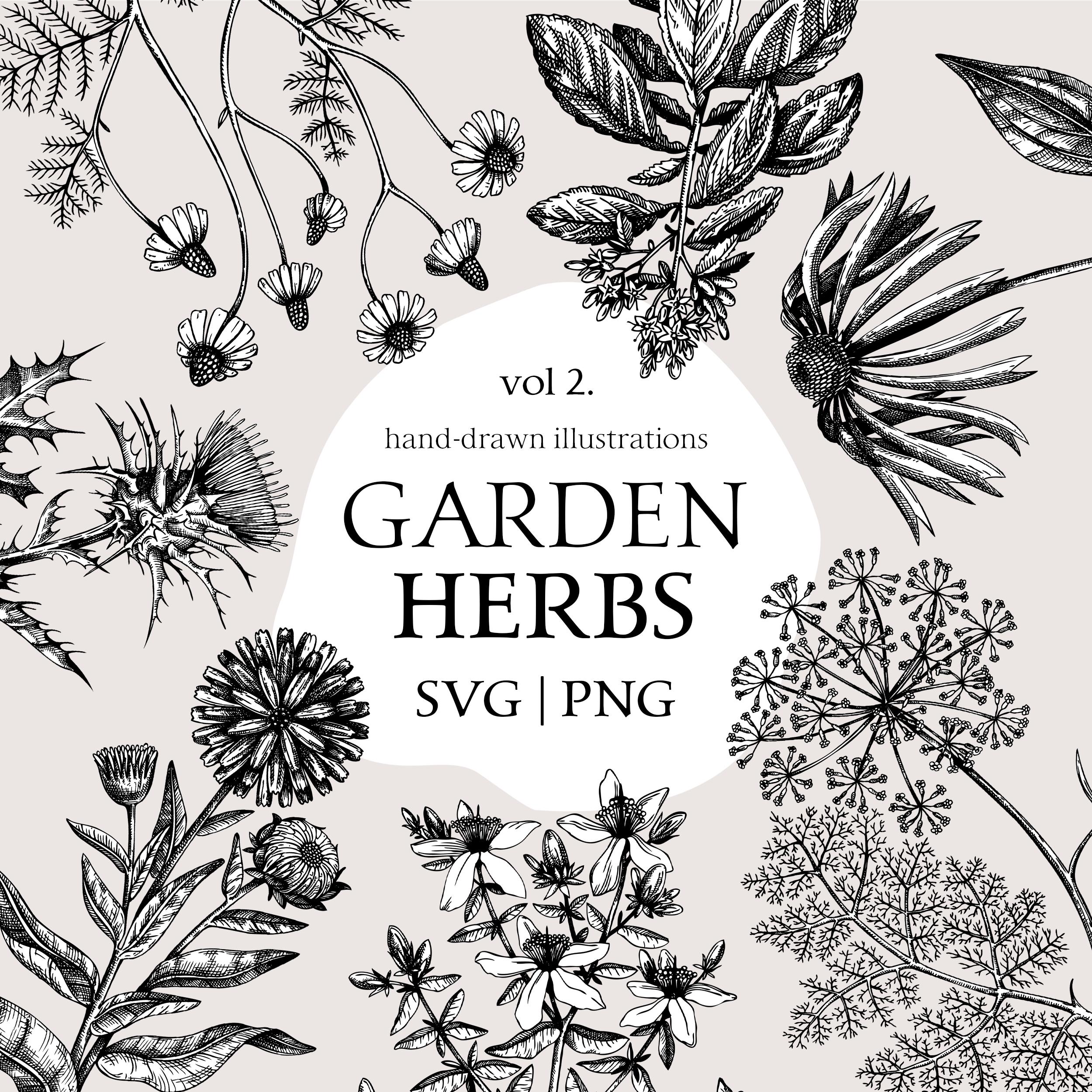Medicinal Plants SVG Bundle, Apothecary Labels, Flower SVG Botanical Print, Hand Drawn Witch Herbs and Spices, Sketch Art, Vintage Artwork