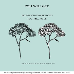 Medicinal Herbs Botanical SVG: Hand Drawn Wildflower Clipart, Vintage Sketch Art, Tea Herbs PNG image 8