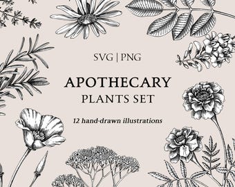 Apothecary Line Art SVG - Hand-Drawn Herbalist Botanical Illustrations, Medicinal Plants PNG, Commercial Use