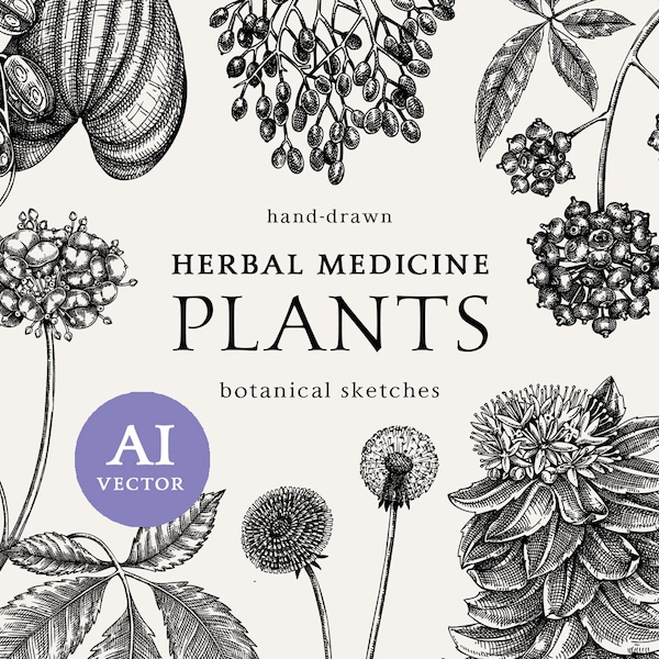 Herbal medicine vector. Medicinal tea sketch. Healing herbs for health. Elderberry, basil, nettle line drawings. Black plant, flower clipart