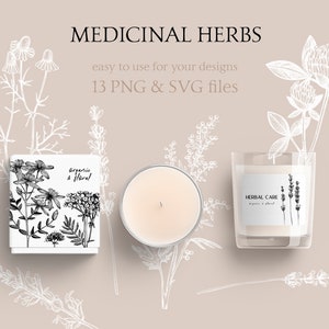 Medicinal Herbs Botanical SVG: Hand Drawn Wildflower Clipart, Vintage Sketch Art, Tea Herbs PNG image 7