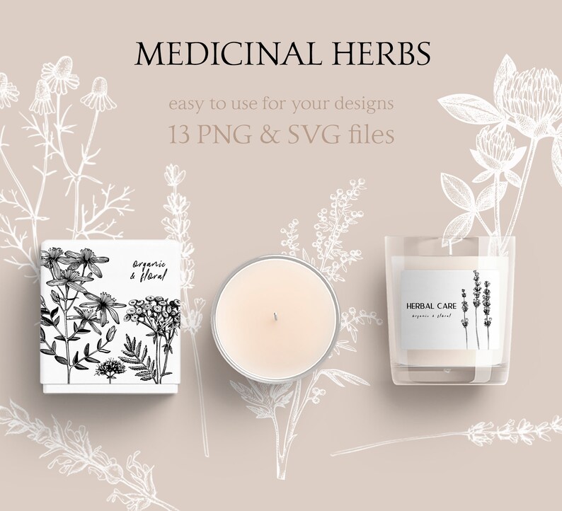Medicinal Herbs Botanical SVG: Hand Drawn Wildflower Clipart, Vintage Sketch Art, Tea Herbs PNG image 7