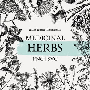 Ervas medicinais SVG botânico. Desenhos de flores silvestres. Arte de esboço vintage de ervas de chá. Clip-art clássico. Clipart desenhado à mão. Ervas PNG para imprimir