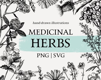 Medicinal herbs Botanical SVG. Wildflowers drawings. Tea herbs vintage sketch art. Classic Clip art. Hand Drawn clipart. PNG herbs printable