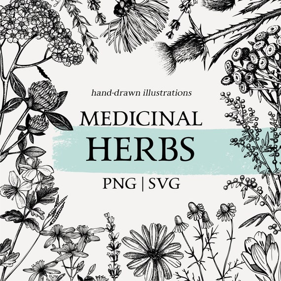 Medicinal Herbs Botanical SVG: Hand Drawn Wildflower Clipart, Vintage Sketch Art, Tea Herbs PNG