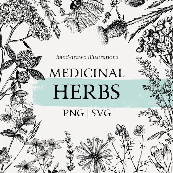 Medicinal herbs Botanical SVG. Wildflowers drawings. Tea herbs vintage sketch art. Classic Clip art. Hand Drawn clipart. PNG herbs printable