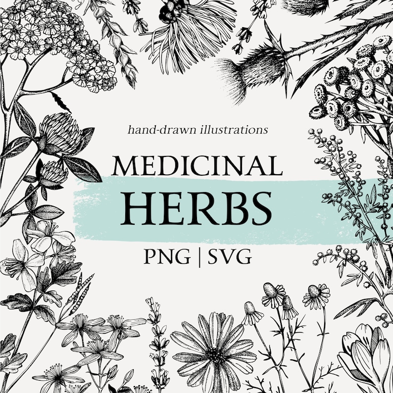 Medicinal Herbs Botanical SVG: Hand Drawn Wildflower Clipart, Vintage Sketch Art, Tea Herbs PNG image 1