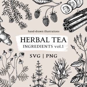Hierbas de té y especias Archivos SVG botánicos, Boceto de hierbas medicinales, Imágenes prediseñadas dibujadas a mano, Etiquetas de ingredientes PNG de plantas herbarias, Boticario SVG