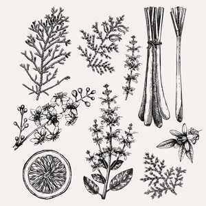 Candle Ingredients - Sketched Graphics