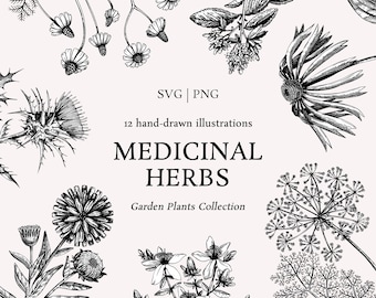 Medicinal Herbs SVG Bundle - Hand Drawn Vintage Botanical Illustrations for Apothecary Labels