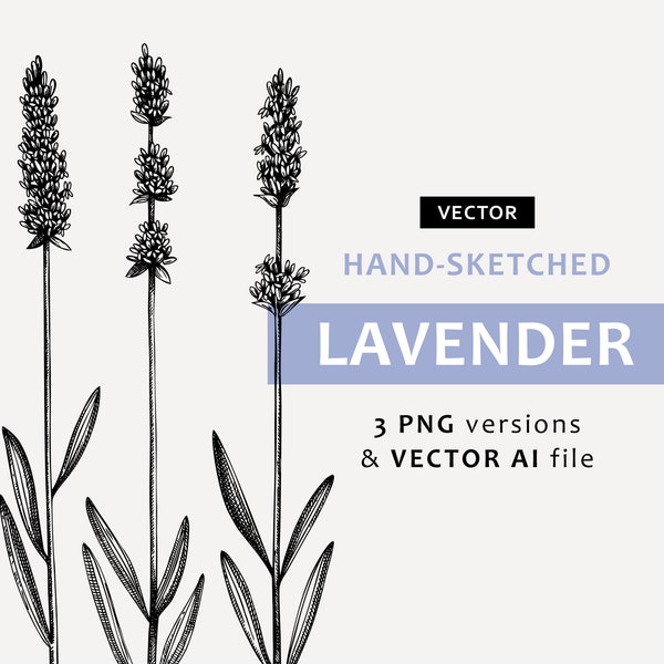 Lavender sketch. Herb garden floral clipart. Candle label, herbal medicine, plant poster, botanical print, sticker PNG. Lavender vector art