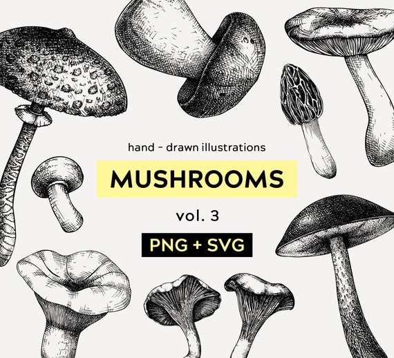 Mushrooms SVG: Hand Drawn Woodland PNG, Botanical Print, Forest SVG (Scientific Sketch, Commercial Use)