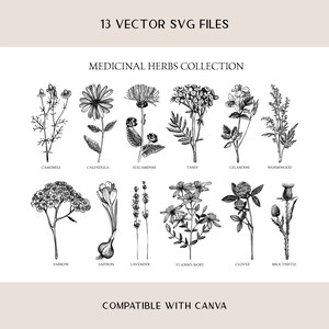 Medicinal Herbs Botanical SVG: Hand Drawn Wildflower Clipart, Vintage Sketch Art, Tea Herbs PNG image 2