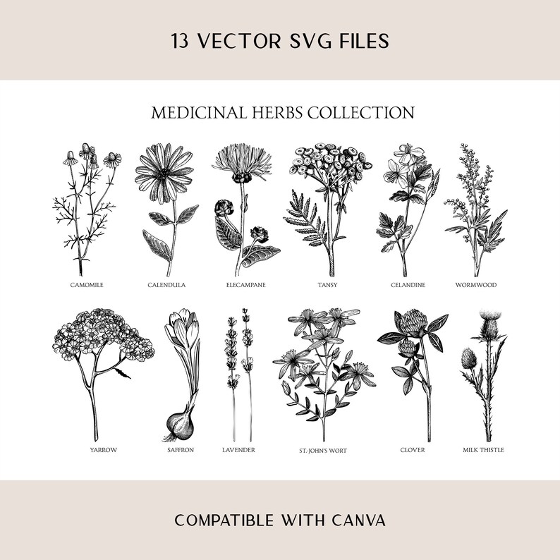 Medicinal Herbs Botanical SVG: Hand Drawn Wildflower Clipart, Vintage Sketch Art, Tea Herbs PNG image 2