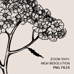 Medicinal Herbs Botanical SVG: Hand Drawn Wildflower Clipart, Vintage Sketch Art, Tea Herbs PNG image 4